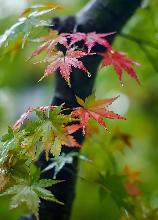 高虹//张希诵读《秋夜听雨》 作者：任学路（图8）