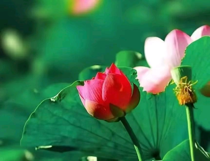 【荣耀中国】请欣赏优秀诗人车喜琴诗词（图3）