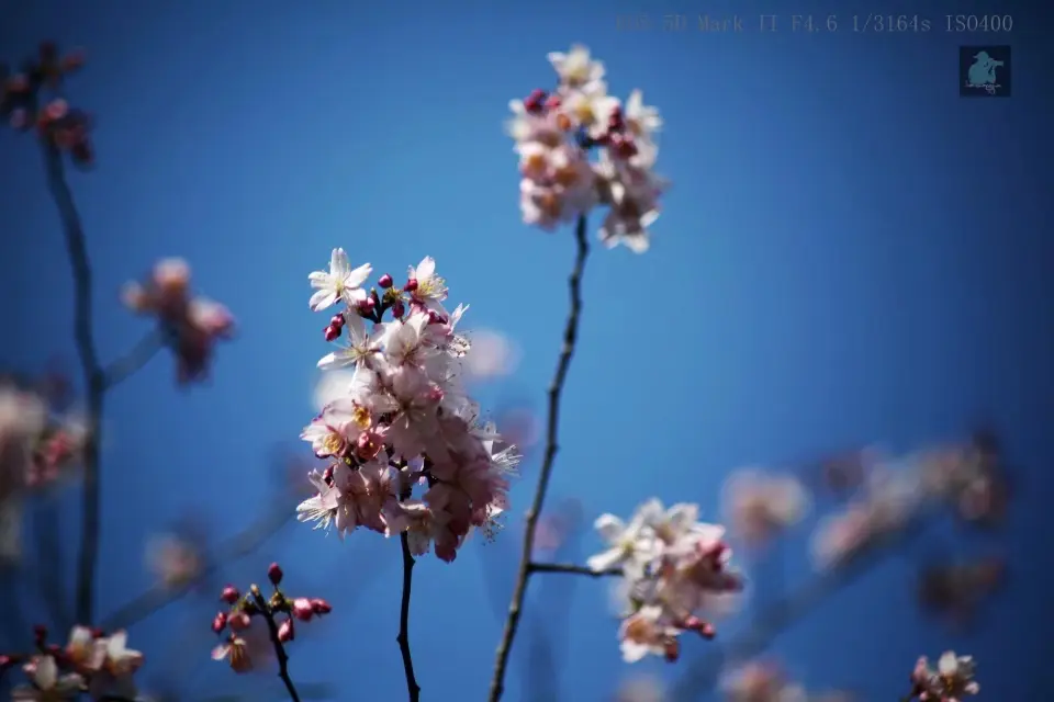 《24节气》作者/马守华【桃源国际诗歌文化传媒】古韵♥鉴赏（图6）