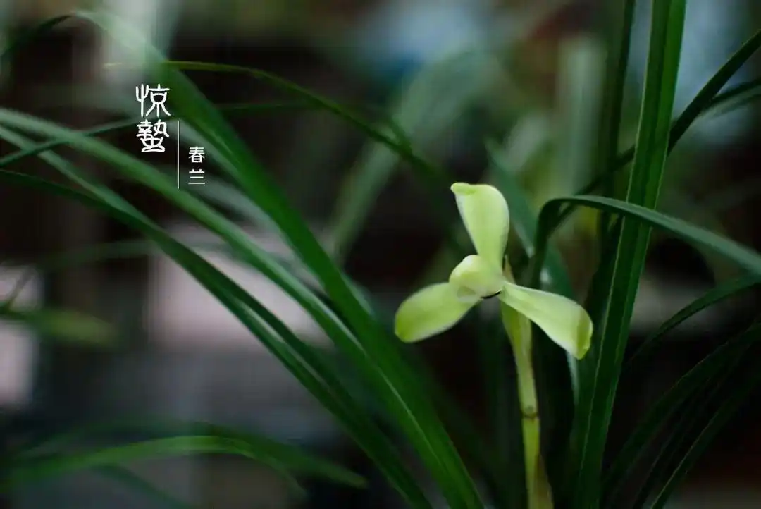 《24节气》作者/马守华【桃源国际诗歌文化传媒】古韵♥鉴赏（图8）
