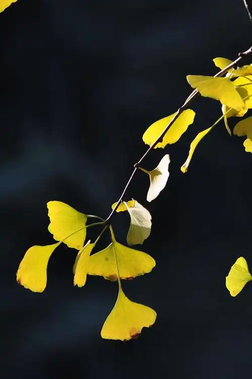 秋，这个季节（3）‖巴彦诗协【976】（图7）