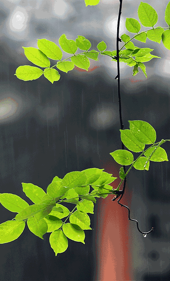 【神都诗社】龙门诗苑043期《秋雨》（图11）