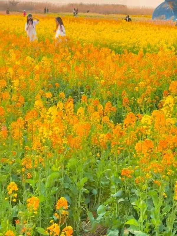 【翰林国粹诗社】诗人陈衍统个人专辑《三十一》咏百花专刊(实花系列四)（图34）