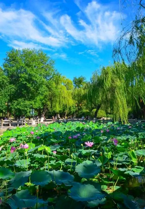 丁淑云八月份诗歌集锦‖巴彦诗协【982】（图19）