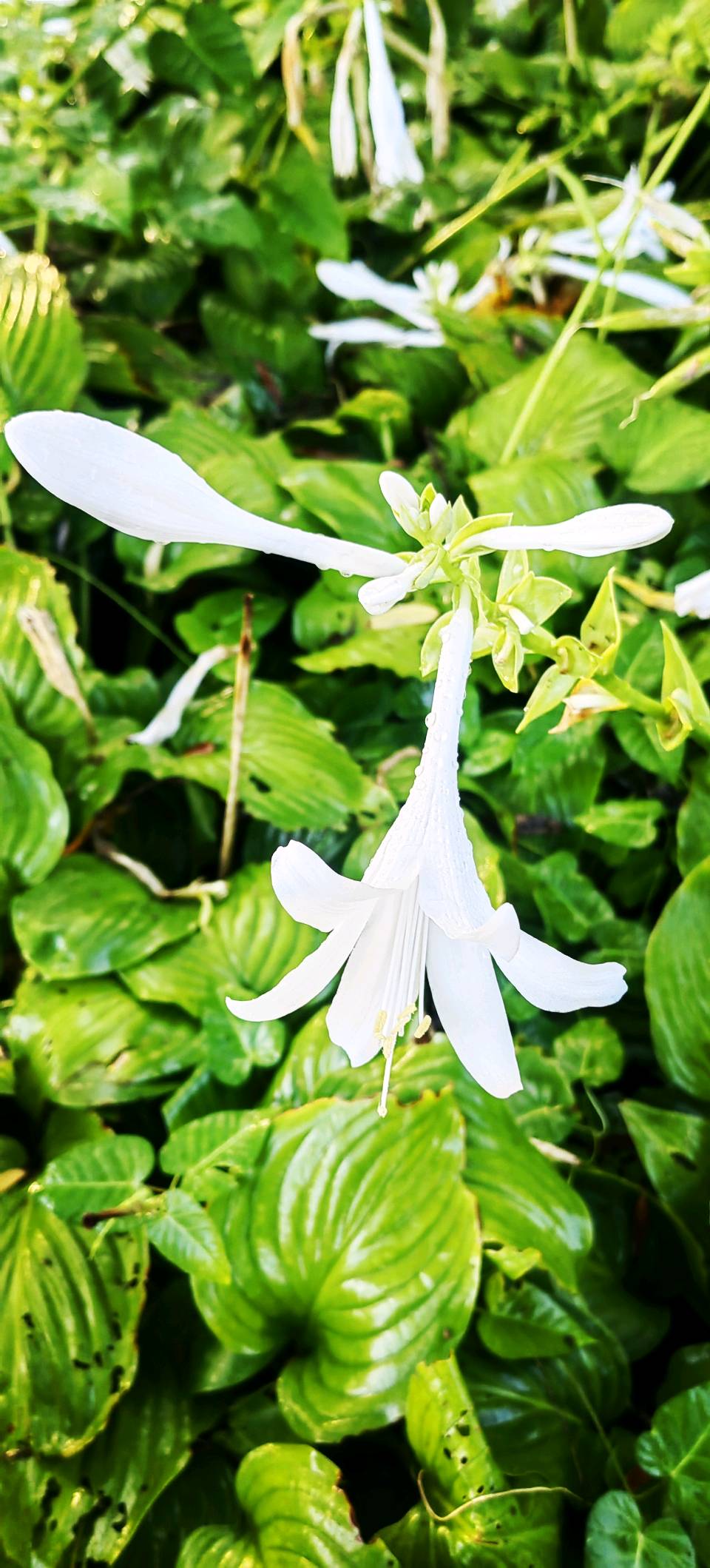 浣溪沙-玉簪花～词◑紫色梦幻（图17）