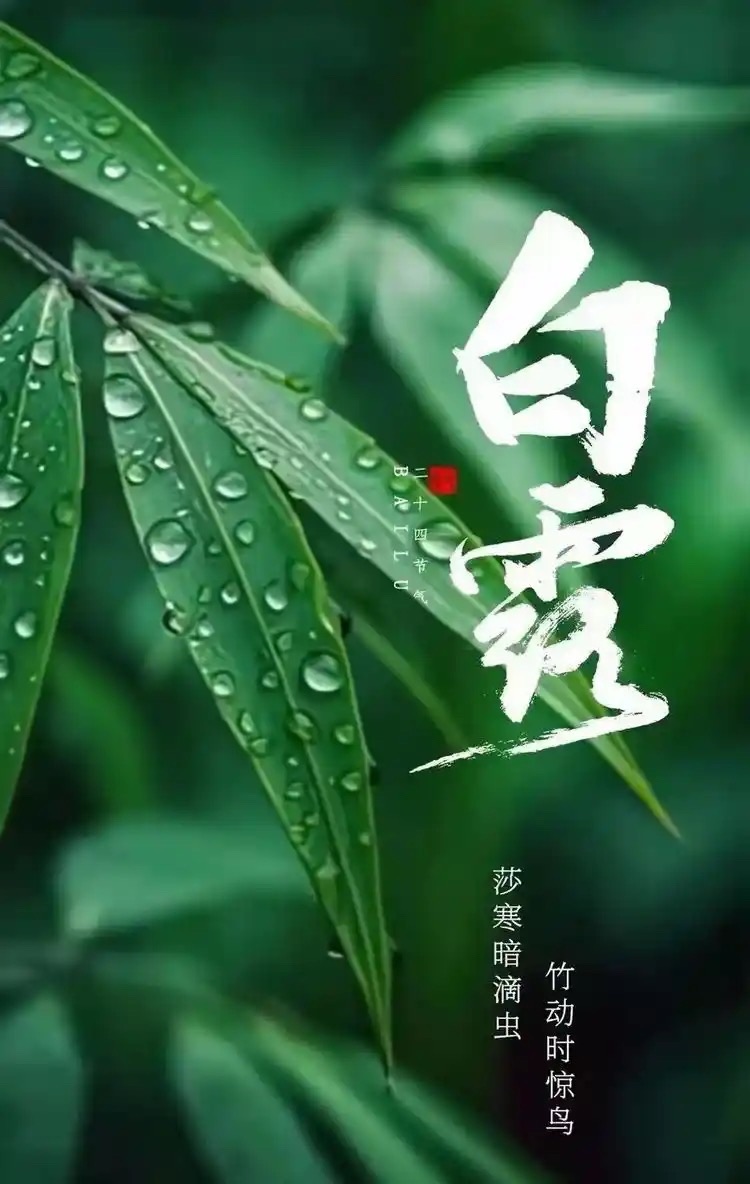 韩兰娜朗诵俞青稞的诗《白露》海外头条（图5）