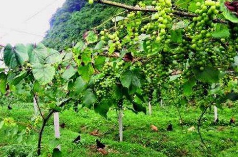 【荣耀中国】葡萄架下文/冰清（图3）