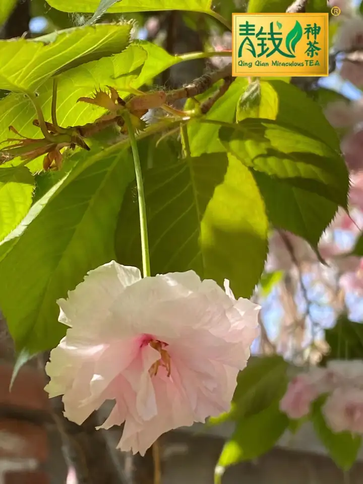 当代诗人郑瑞霞为修水神茶题诗
