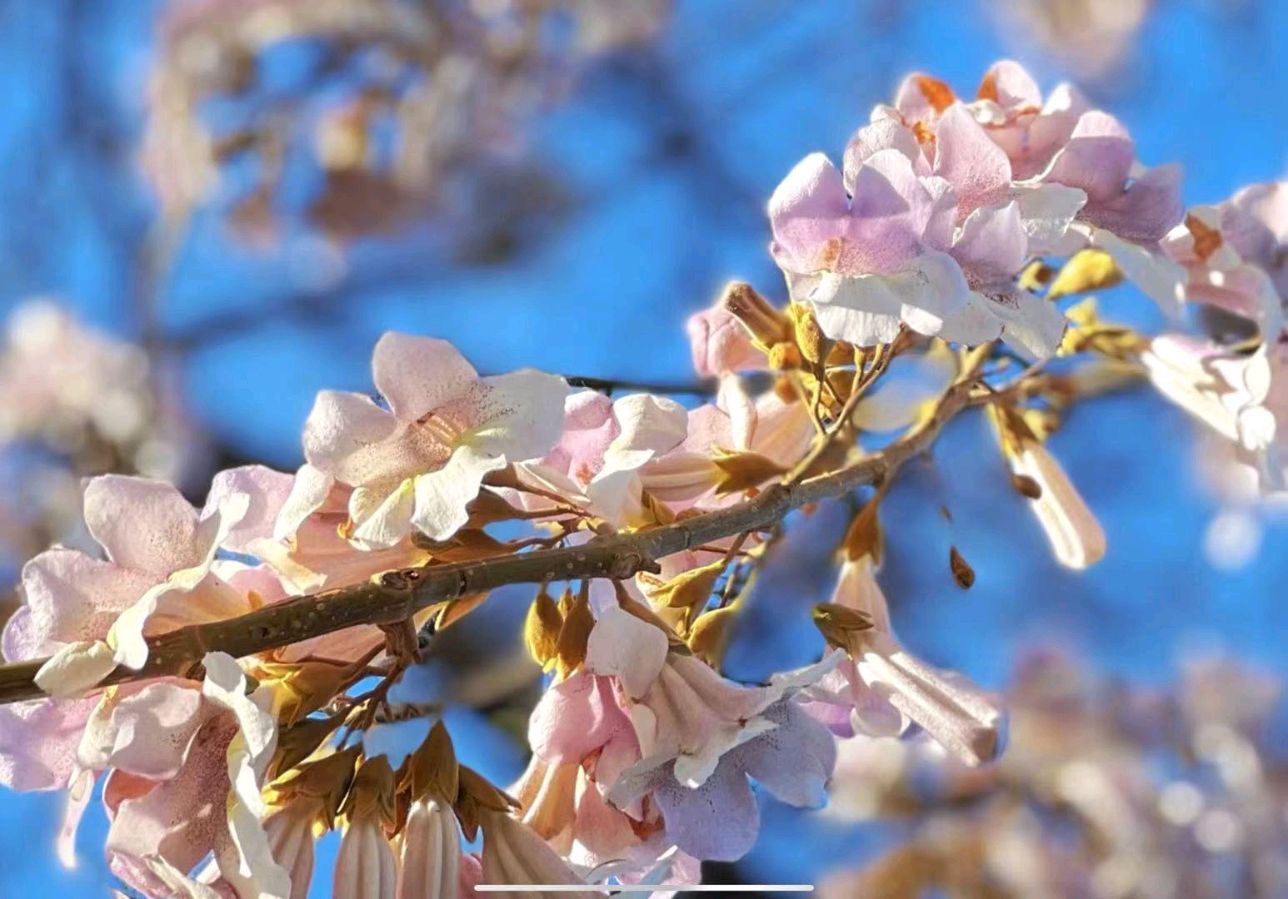 泡桐——承载着希望和幸福/李 庆 和（图2）
