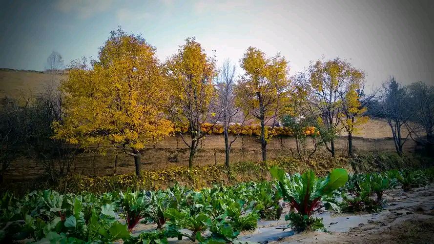 六汪文联现代文学社‖已在路上的秋，正期望西风抚摸（图6）