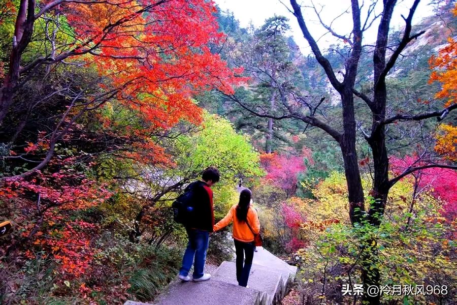【荣耀中国】五绝 南山情感觉文/南山翁（图6）