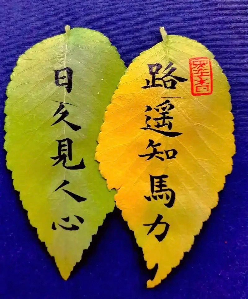 ［巾帼诗人］雨佳诗歌小辑（六首）