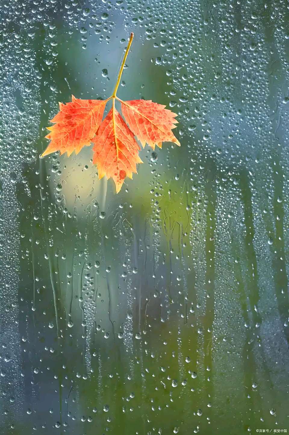 秋雨所想////文/晓犁 /// 诵/老菩提（图10）