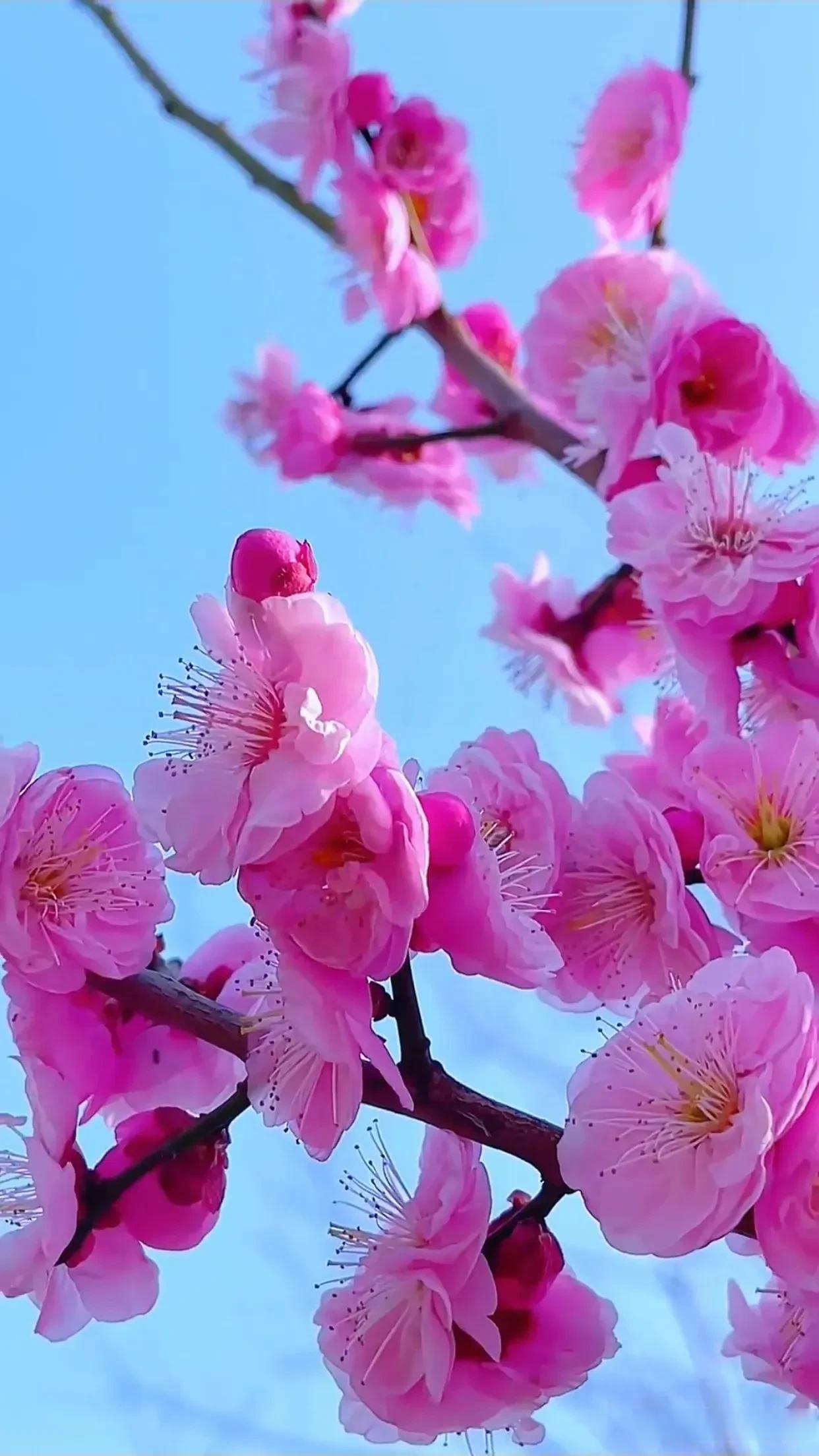 高虹//张希//秋之爱诵读 《春季艳 秋季美》 作者：任学路（图5）