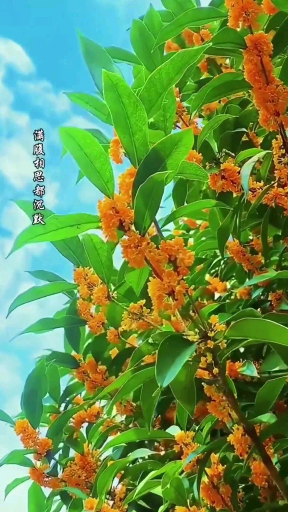 又见桂花枝上鲜（嵌句）诗◑马文智（图17）