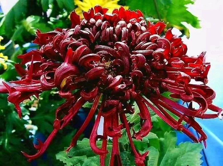 【荣耀中国】解语花·咏菊楊继平（山西）（图3）