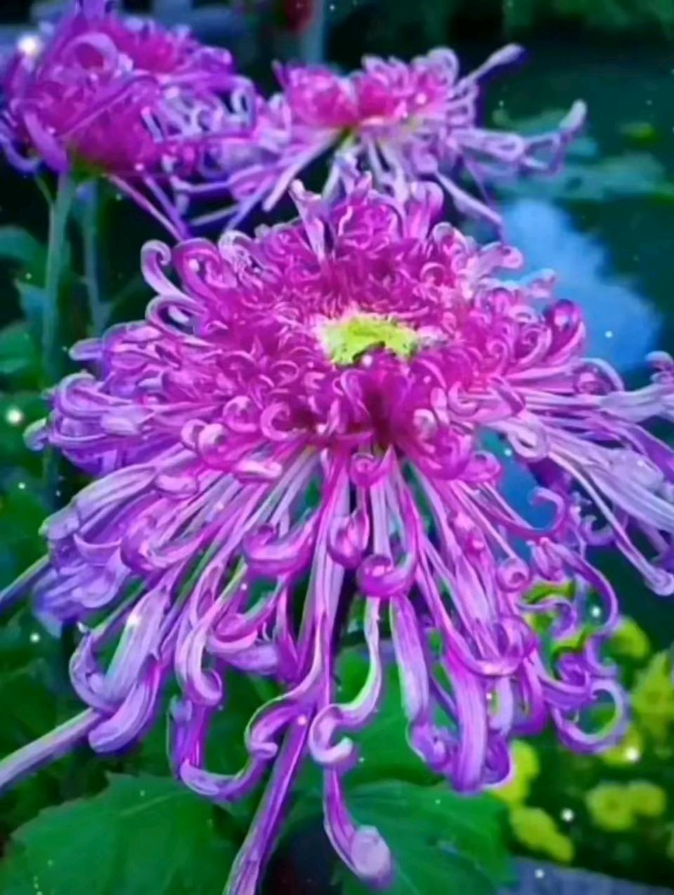 【荣耀中国】解语花·咏菊楊继平（山西）（图4）