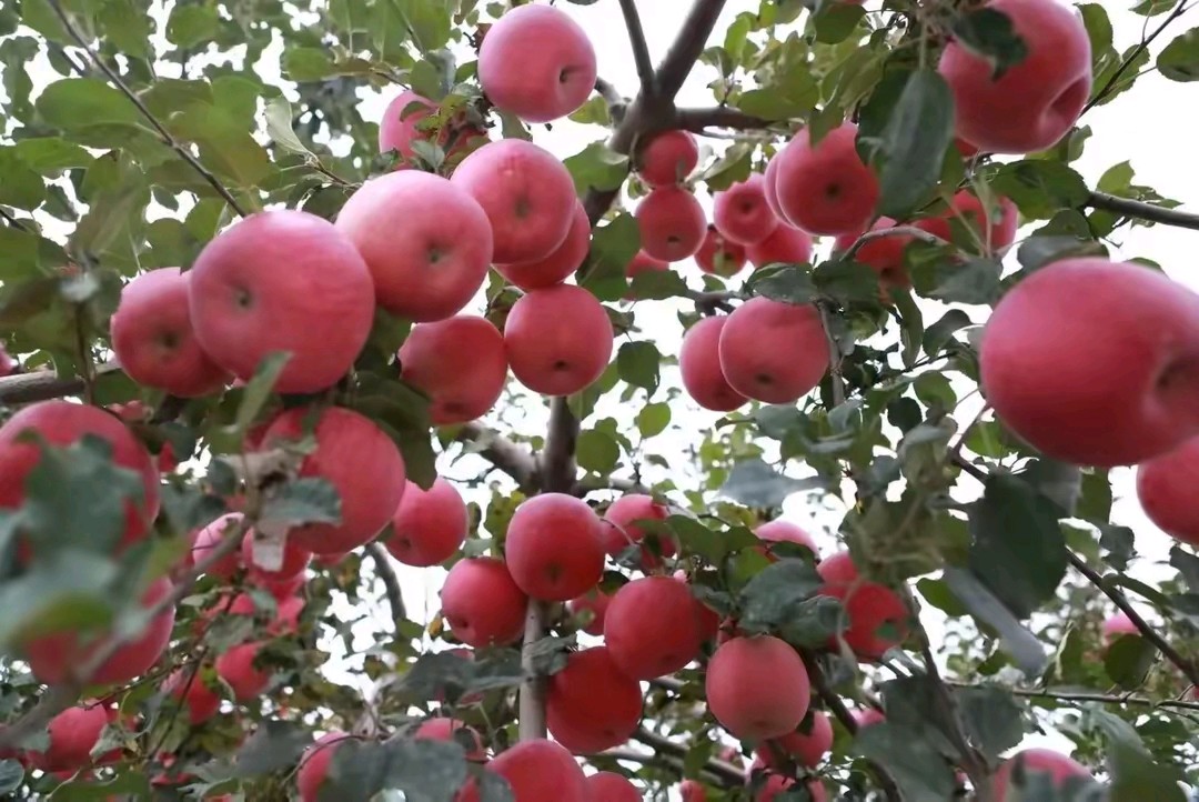 【荣耀中国】深圳分社庆贺《丰收节》 丰茂春作.山东（图4）