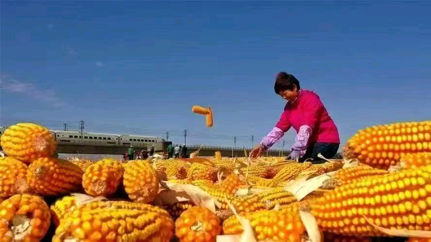 《九江文学社：北京头条》《乙巳秋分 ——暨第八个中国农民丰收节》 专刊（图12）