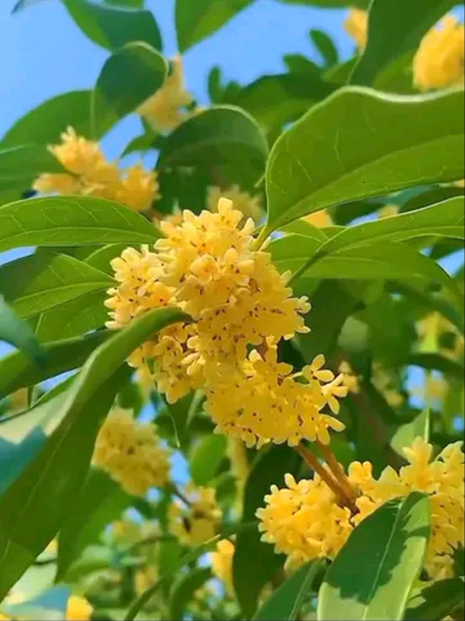 推荐丨辉叔 七绝 乙巳秋分寄怀等二十四首（图7）