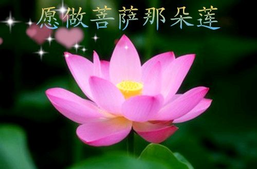 【新山东文学社】《我愿做菩萨那朵莲》作者/迷恋深秋 主播/菊心拾雨（图4）
