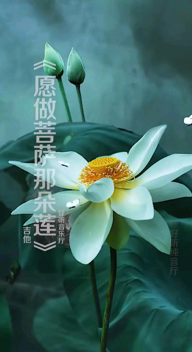【新山东文学社】《我愿做菩萨那朵莲》作者/迷恋深秋 主播/菊心拾雨（图5）
