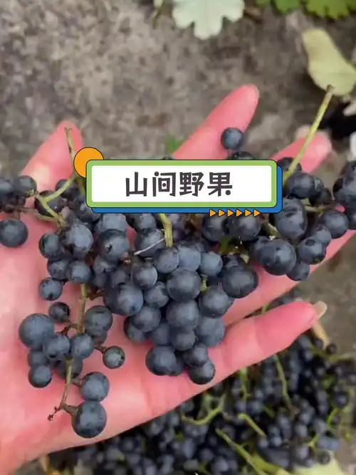 东方书剑的《五律・打山葡萄》