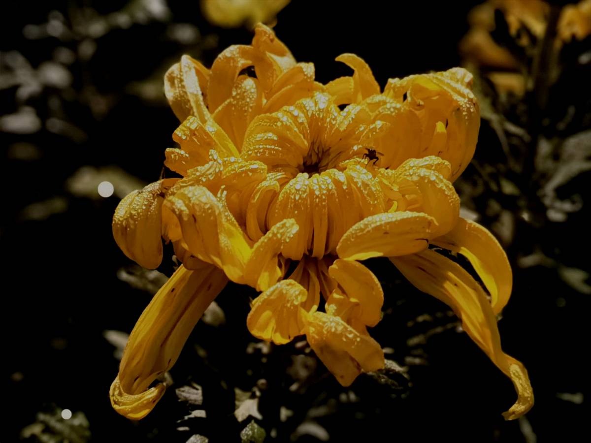 银川:花博园里来赏花（图2）