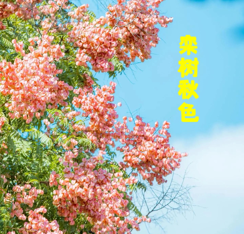 《白云文苑》第206期(图6)