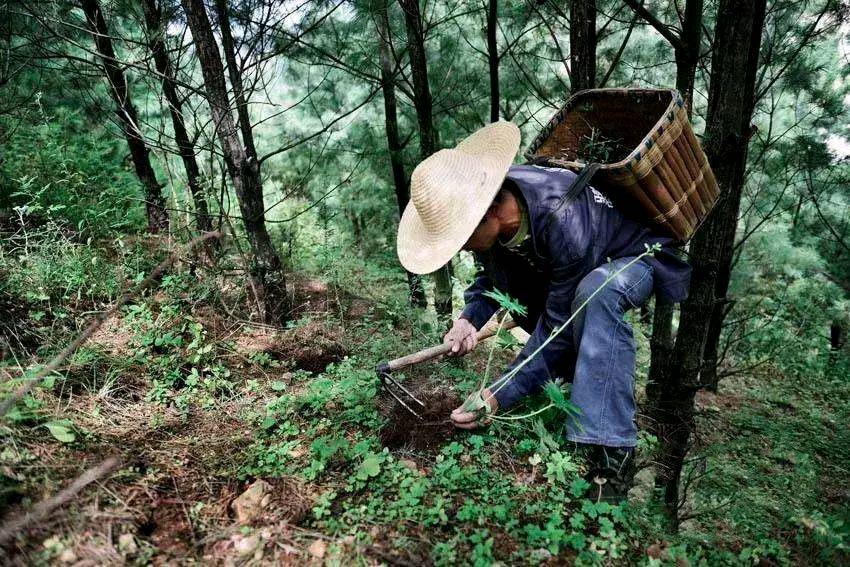 致素未谋面的岳父~文◑叶臻(图14)
