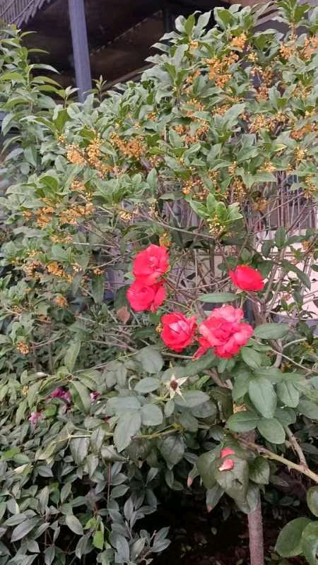 【豆蔻诗社】《满园桂花香》 丰茂春作.山东（图3）