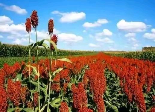 【荣耀中国】五绝 洪水吟文/南山翁（图5）