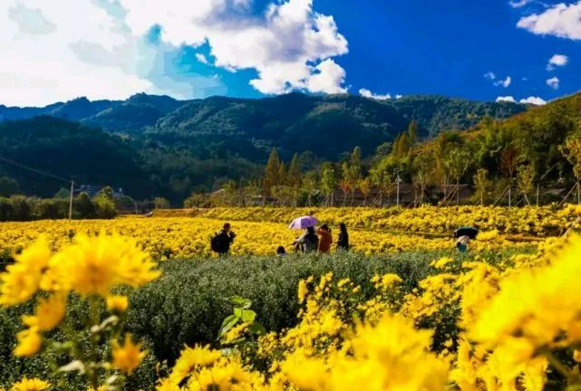 【神都诗社】第136期《菊花》（图4）