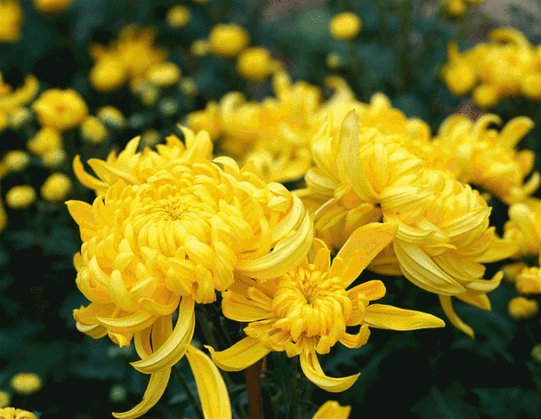 【神都诗社】第136期《菊花》（图3）
