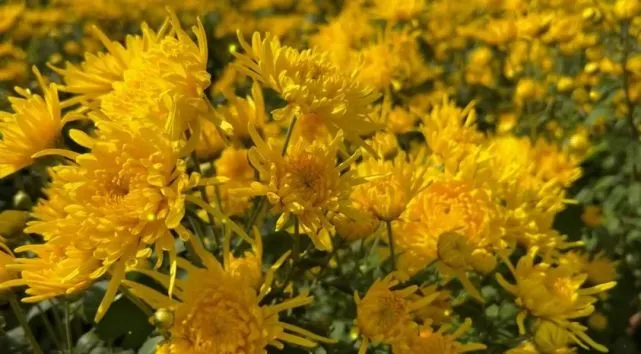 【神都诗社】第136期《菊花》（图5）