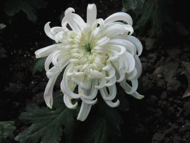 【神都诗社】第136期《菊花》（图8）