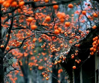 ​柿花红了（外一首）