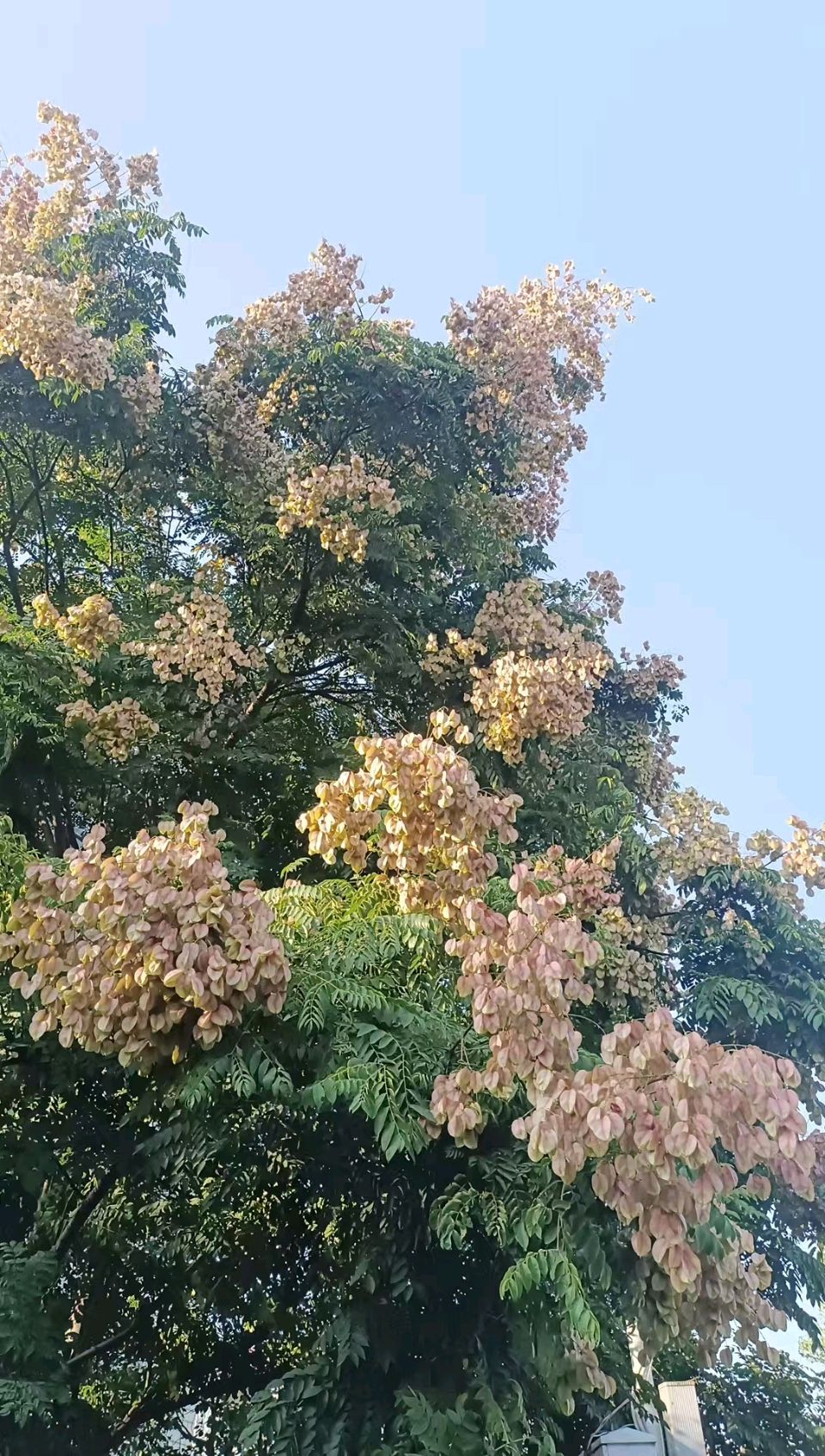 查国【遇秋，与栾花轻语】（图3）