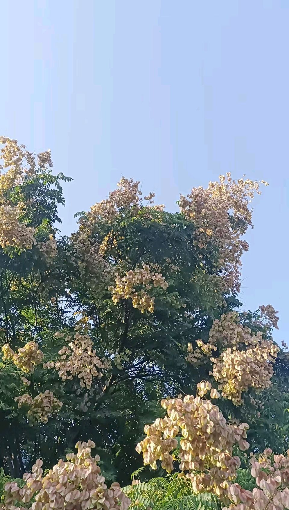 查国【遇秋，与栾花轻语】（图5）