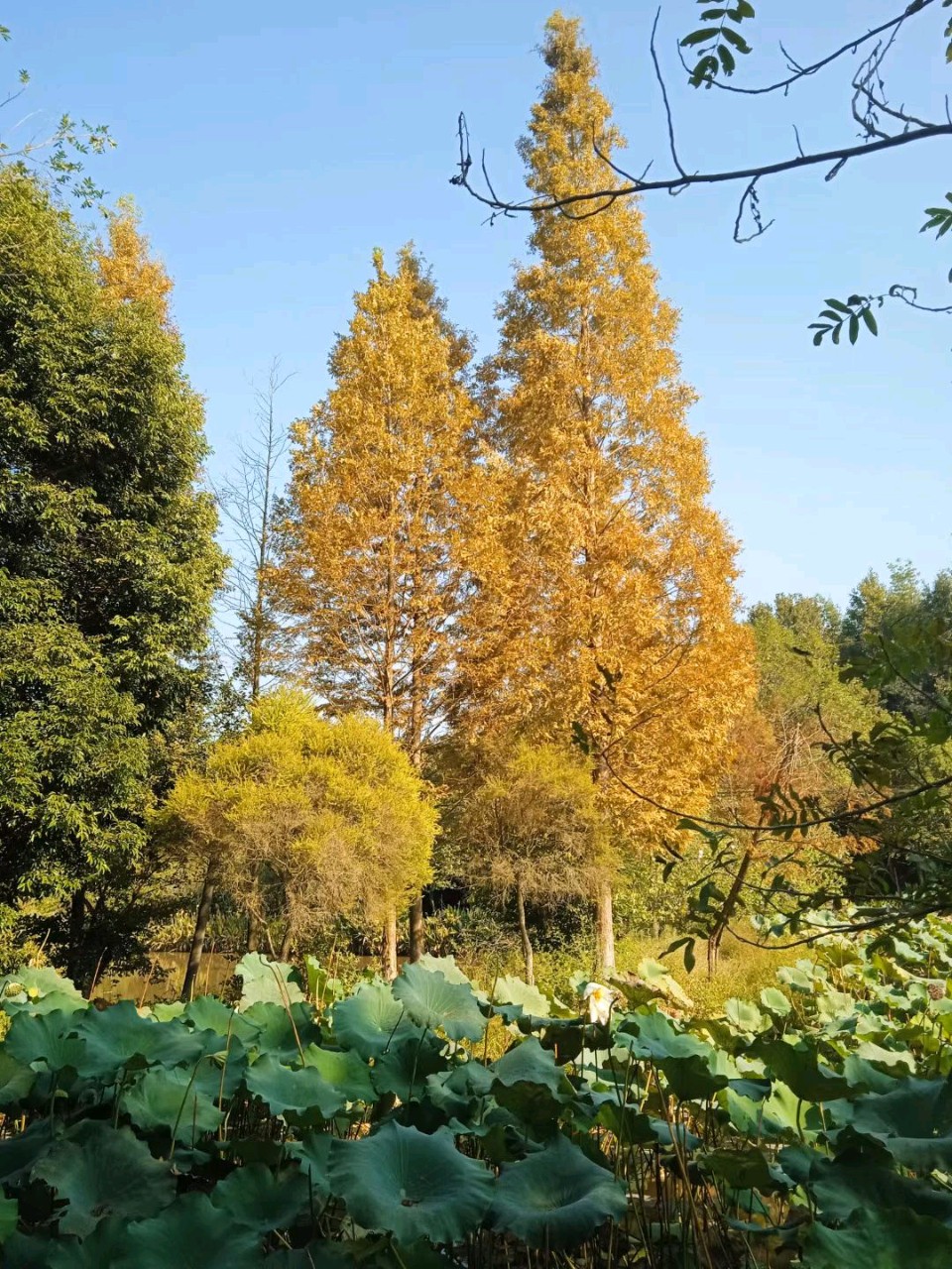 【荣耀中国】满庭芳·水杉又红了 涂禹川（图3）