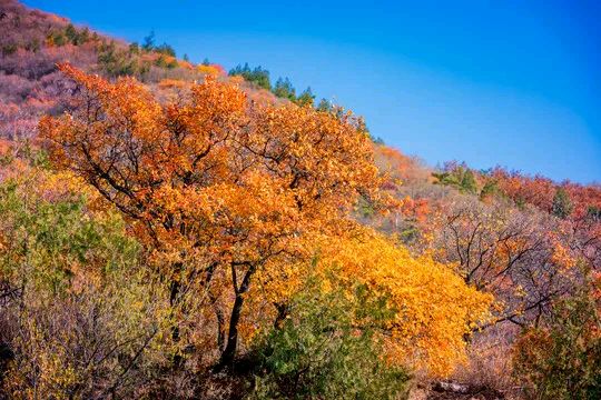 夏明江金秋十二首（图3）