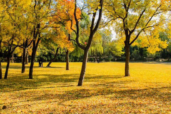 夏明江金秋十二首（图2）