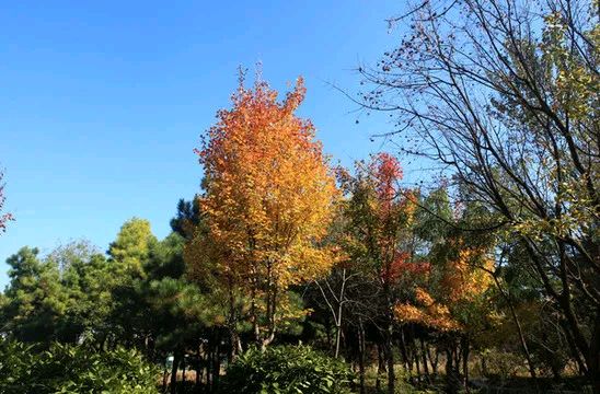 夏明江金秋十二首（图5）
