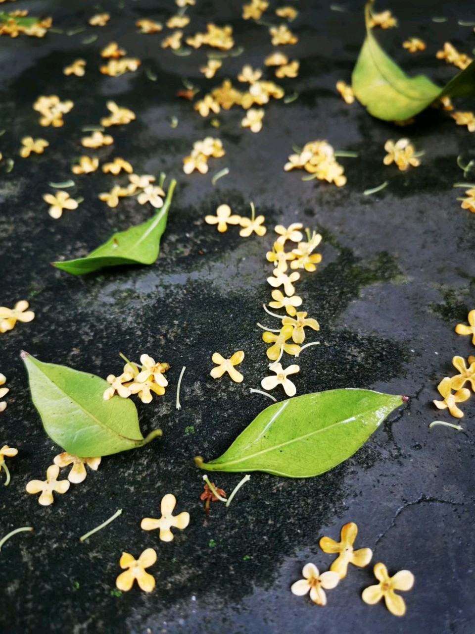 中秋佳节雨，淋伤文人心。（图6）