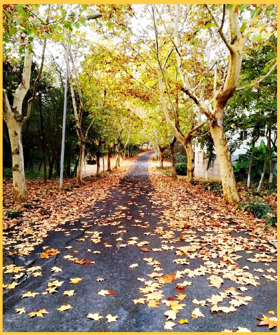 梧桐落叶1 梧桐落叶1