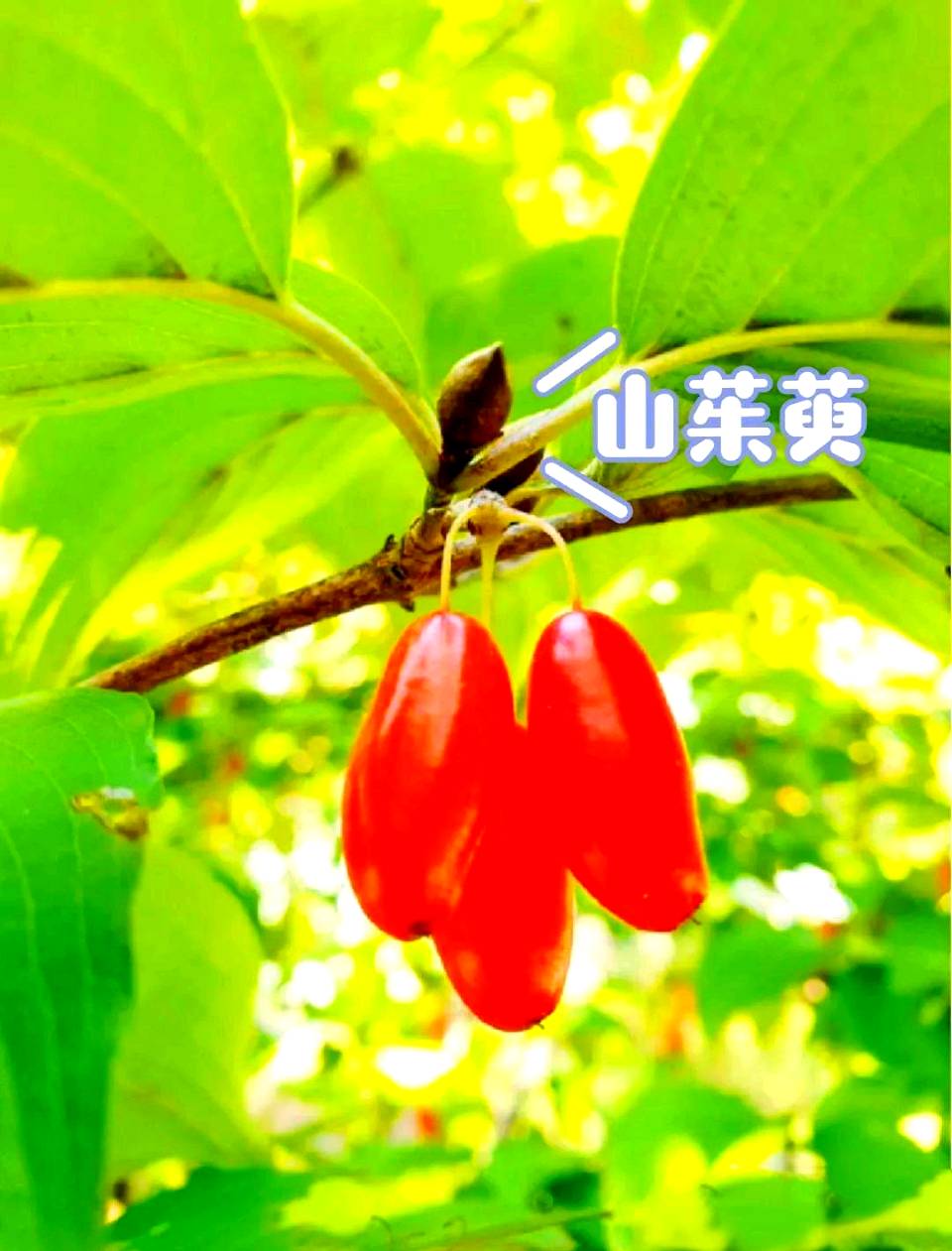 七律-寒露吟～诗◑雅轩琴韵（图14）
