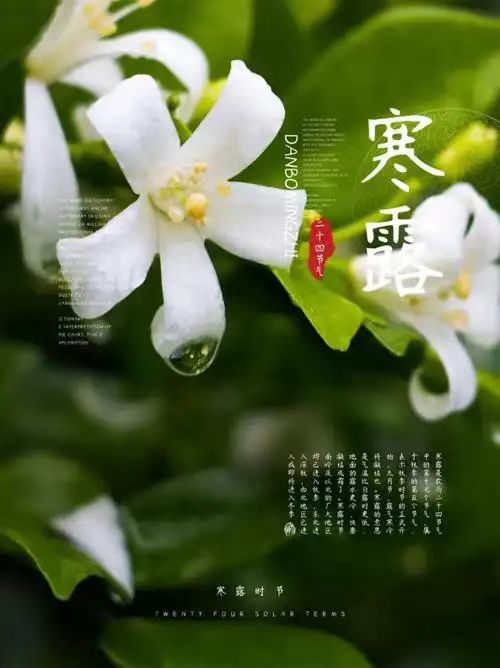《九江文学社：北京头条》《乙巳寒露节气》专刊（图8）