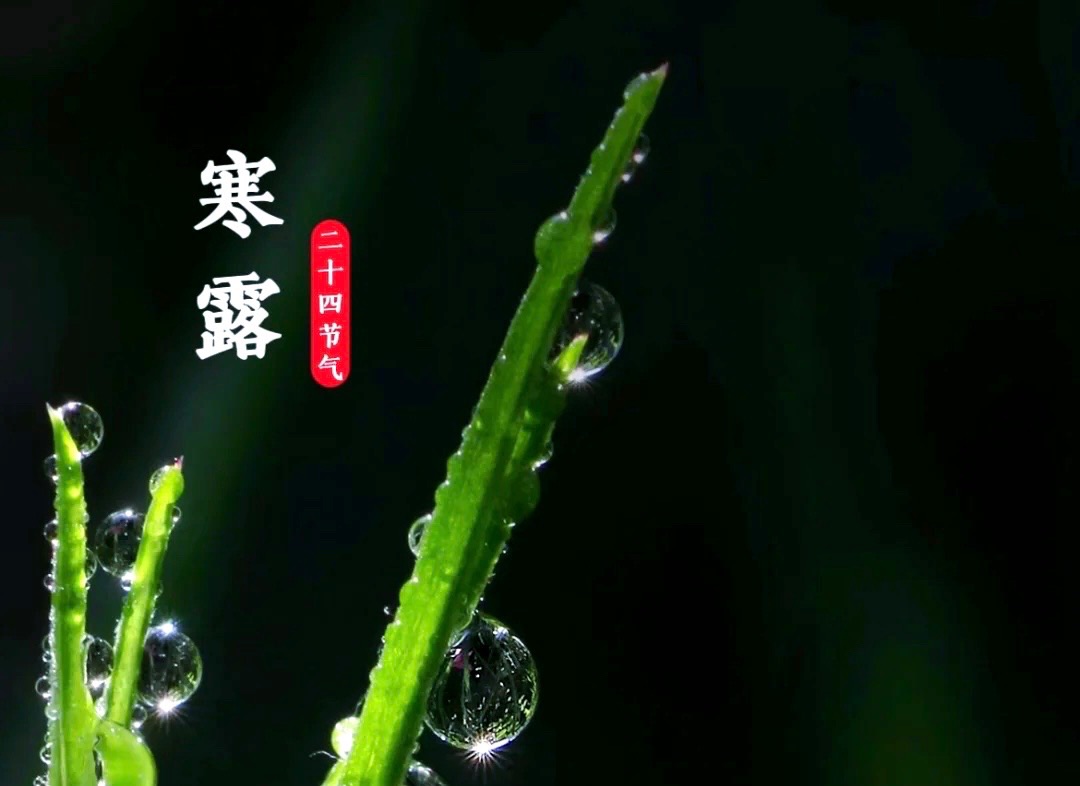 【新诗大观】寒露与茶的邂逅||文/宁儿（图2）
