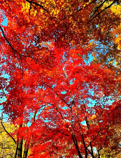 浣溪沙·赏枫【中华新韵韩偓体】 作者:田淑荣（图2）