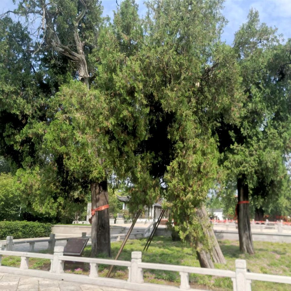 【荣耀中国】五绝 南山秋文/南山翁（图9）